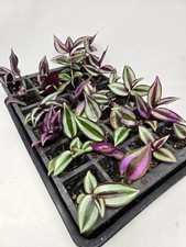 Tradescantia Zebrina  | Wandering Jew | 1x Rooted Cutting