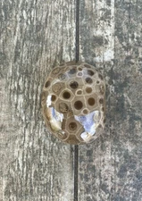 3.6oz Beautiful Polished Petoskey Stone Fossil Lake Michigan Coral Dark Eye