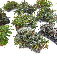 Bucephalandra Species on Coco Pad Grower's Choice Aquarium Plants Factory 