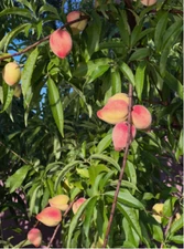 FLORIDA Peach Fruit Tree Seeds, 100% ORGANIC Non GMO PEACH DURAZNOS 2024