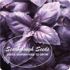 Scarborough Seeds Red Rubin Basil 500 Seeds Heirloom NON GMO Fragrant USA