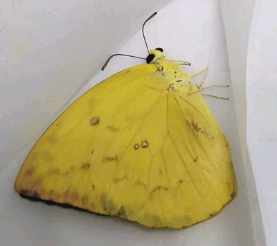 Unmounted Butterfly/Pieridae - Phoebis philea philea, Vietnam