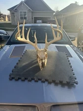 Big Old Beautiful Whitetail Deer Antlers Man Cave Cabin Decor