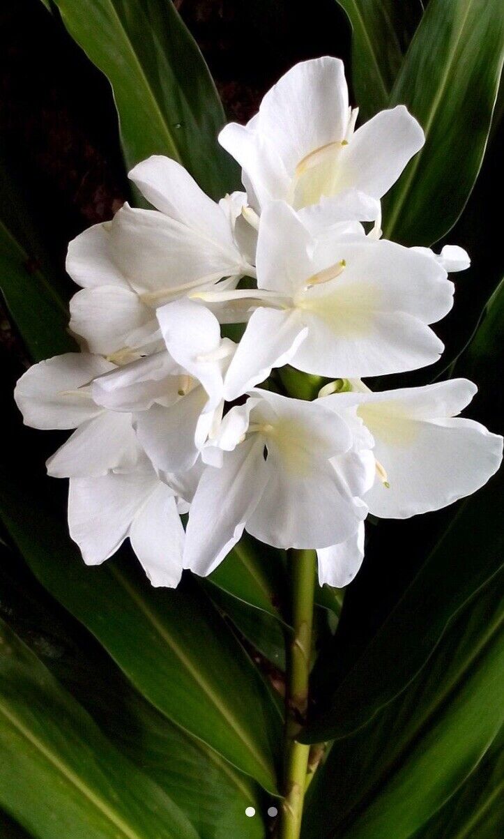 1 White Butterfly Ginger Lily Plant - No Pot Very Fragrant - Hummingbirds