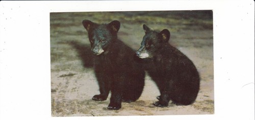 baby balck bear cuccioli metà secolo cartolina / fauna selvatica