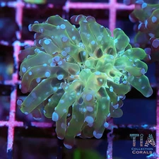Multicolor Frogspawn - NOT WYSIWG | Live LPS Coral | Aquacultured