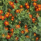Tagetes 'Red Carpet' / Tagetes tenuifolia / Signet Marigold / 500 Seeds