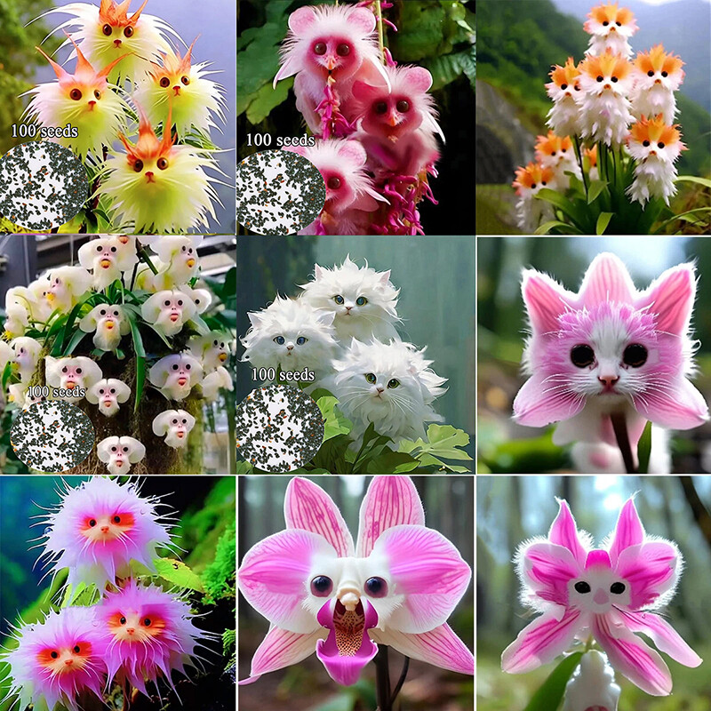 Cat Eyed Dazzle Plant Seed Balls  Just Throw & Grow Pack of 100