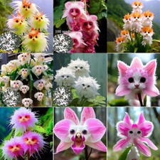 100pcs/pack Rare Cat Face Orchid Seeds For Garden Courtyard Decor