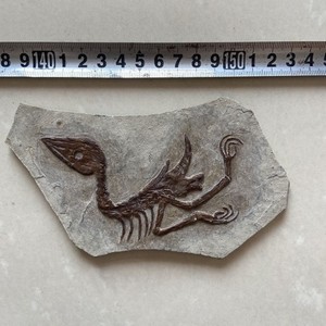 Unique and authentic collection of paleontological fossils