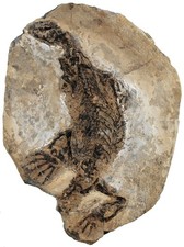 Perm  Claudiosaurus germaini  Saurier  Morondava Becken  Madagaskar  118-9