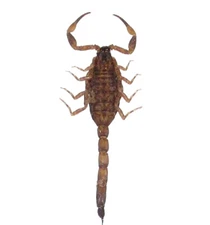 Mesobuthus martensii ONE GOLDEN SCORPION UNMOUNTED WHOLESALE PACKAGED