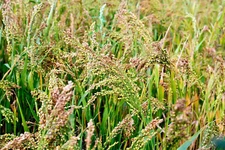 500 seeds White Proso Millet Forage crop ground cover - erosion control 