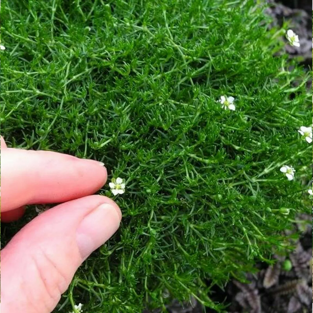 IRISH MOSS "SAGINA SUBULATA" PEARLWORT SEEDS - Viable Seeds - UK SELLER |  eBay