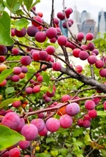 Beach Plum Tree (2-3 feet tall, Bare root) Prunus maritima / Deer resistant 