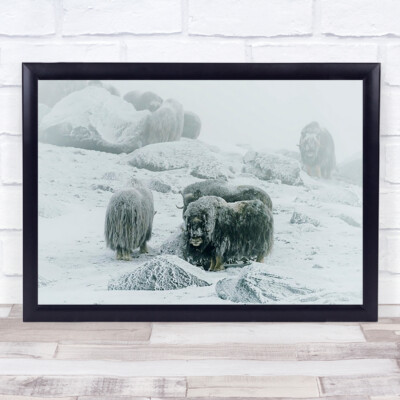 Moschusochse zwischen dem Nebel Frost Ochsen Winter Schnee kalt gefroren Wandkunstdruck