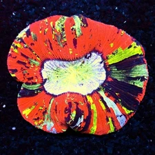 CS 3" MASTER RAINBOW WELLSO - WYSIWYG LIVE CORAL