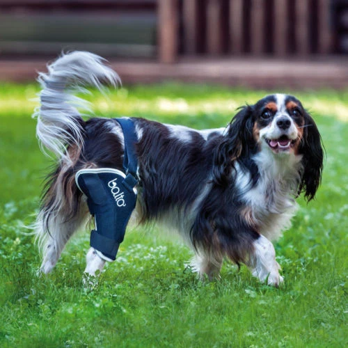 Balto orthopaedic hotsell braces for animals