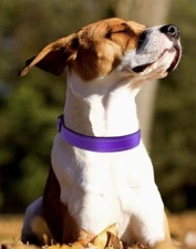 Reflective Dog Collar Size M, soft padded neoprene nylon & adjustable for puppy