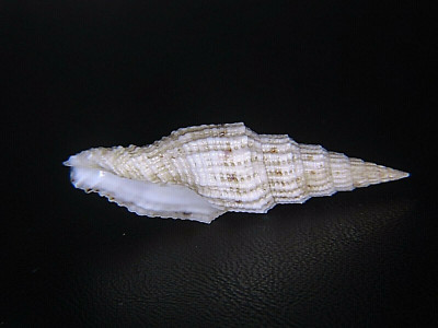 MITRA ''VEXILLUM'' MIRABILE: DEEP-WATER MITRA @ 43.1MM!