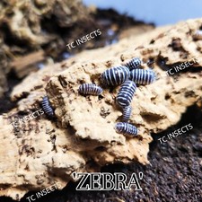 20 Zebra Isoods - Fast Free Shipping - Bioactive Isopod Pillbug Roly Poly  