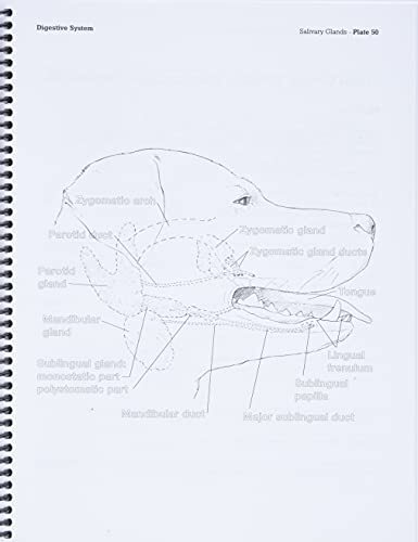 Dog Anatomy A Coloring Atlas 9781893441170| eBay