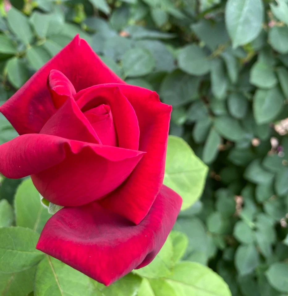 Rose Bush VELVET RED 5 Unrooted Live Flower Plant Cuttings For Grafting - Image 4 of 4