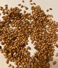 Swamp Rose Tree Seeds (ROSA PALUSTRIS)