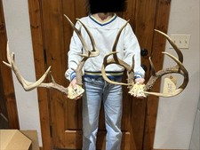 Lot If 2 Whitetail Deer Skull Caps Mount European Taxidermy Mount Decor (2855)