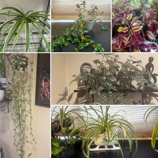 Various Live Potted Indoor Plants
