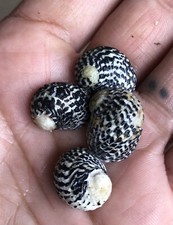 Nerite Snails- 50 Pack