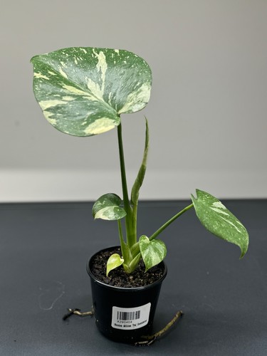 Monstera deliciosa 'Thai Constellation' - Picture 2 of 3