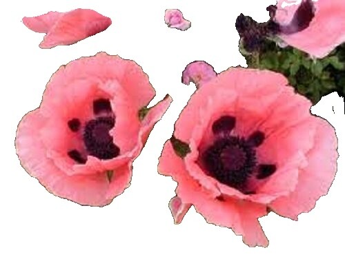 Poppy Oriental Orange-scarlet Flower Seeds (Papaver Orientale) 400