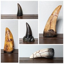 Tyrannosaurus Rex Tooth Replica
