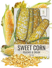 Seed Needs Peaches and Cream Sweet Corn Seeds  230 Seeds Non GMO Hybrid Untrea