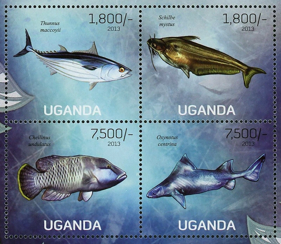 Fish Stamp Thunnus Maccoyii Schilbe Mystus Oxynotus Centrina S/S MNH #3020-3023 - Image 2 of 4