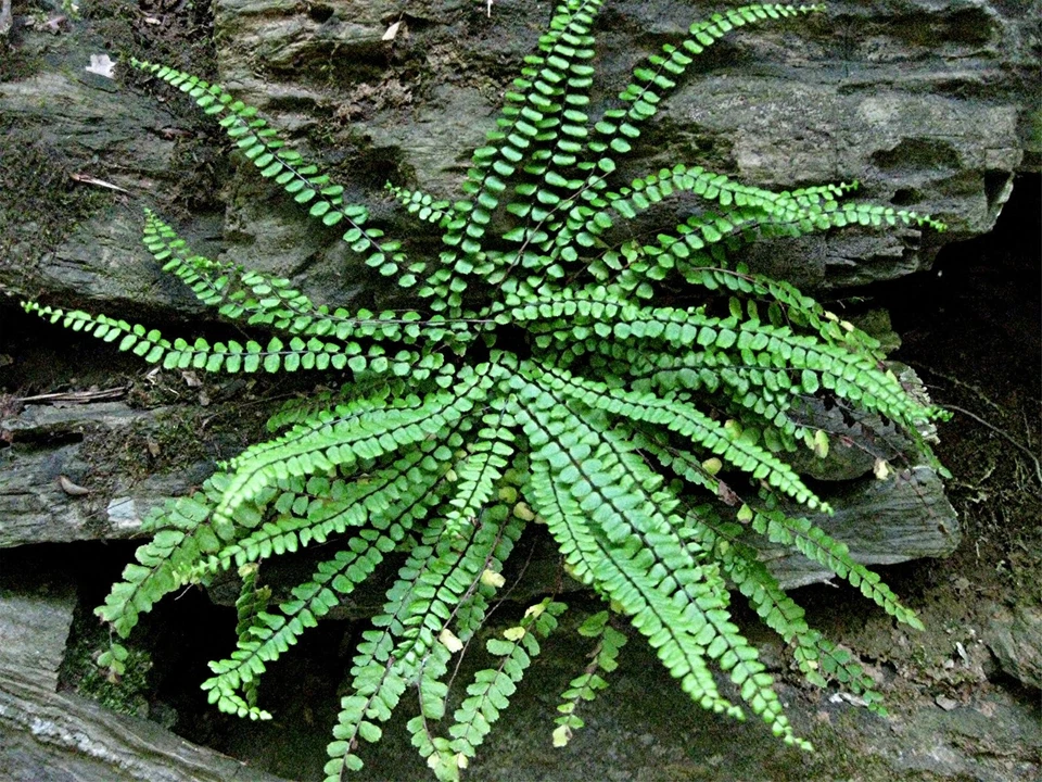 MAIDENHAIR SPLEENWORT samambaia 5 rizomas Asplenium platyneuron - Imagem 3 de 4
