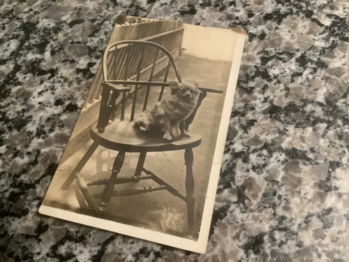 Early 1900s real photo postcard of Pomeranian in chair…wonderful and so adorable