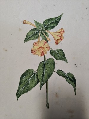 Gouachen aus dem 18. Jahrhundert, handgemalte Flora