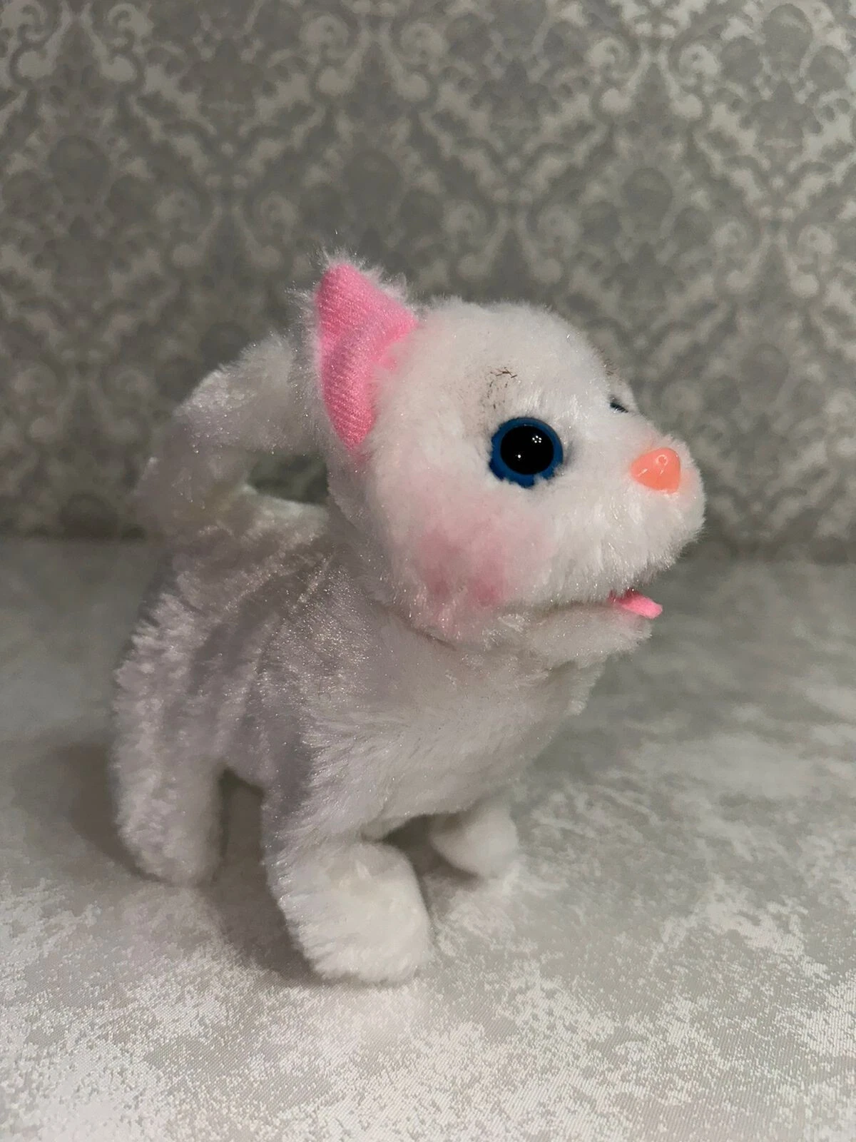 meowing cat