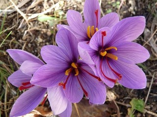 5 Saffron Crocus bulbs