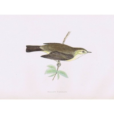VÖGEL Willow Warbler - handkolorierter antiker Druck 1891 von Rev FO Morris