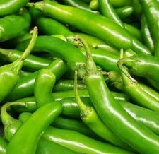 SERRANO PEPPER SEEDS 50+ HOT pepper SPICY VEGETABLE culinary SALSA FREE SHIPPING