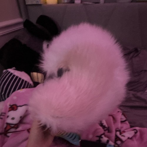 Cute shibu dog tail fursuit tail waggle hypermovement fauxfur pink tail handmade
