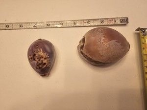 Vintage Rare Handcarved Cowrie Sea Shells 3-4" Souvenirs