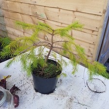 West Himalayan spruce/Picea smithiana. Evergreen tree in pot, grown from seed.