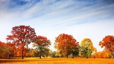 Landscape fall red leaves trees Custom Gaming Mat Desk