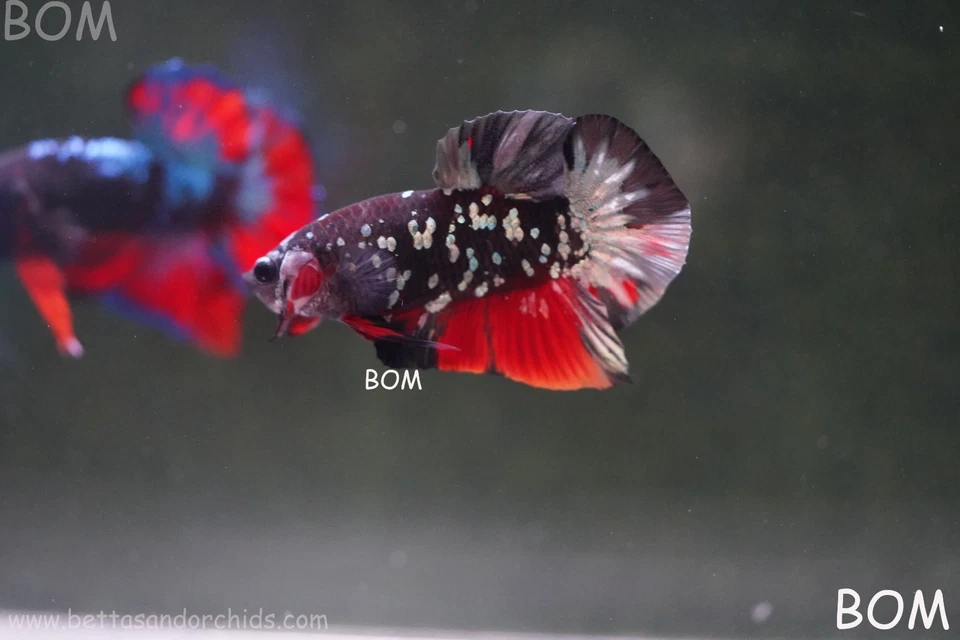 LIVE BETTA MALE HMPK RGG GALAXY DUST | BOM-A498 - Image 4 of 4