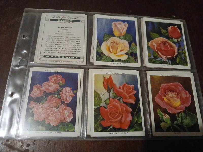 Jumbo 1930s FLOWERS Tobacco Card SET 40ct  Combine Ship