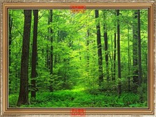 Peelable Wall Poster Sticker, Forest Bathing, 594 447mm Japan